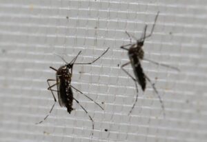 mosquito Aedes aegypti