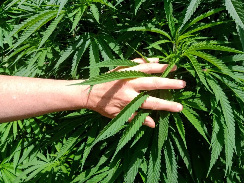 Cannabis medicinal-Efecto séquito