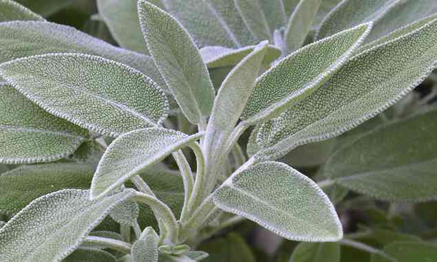 La Salvia